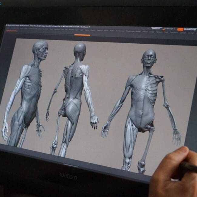 Curso de Anatomía Humana en ZBrush para Artistas 3D